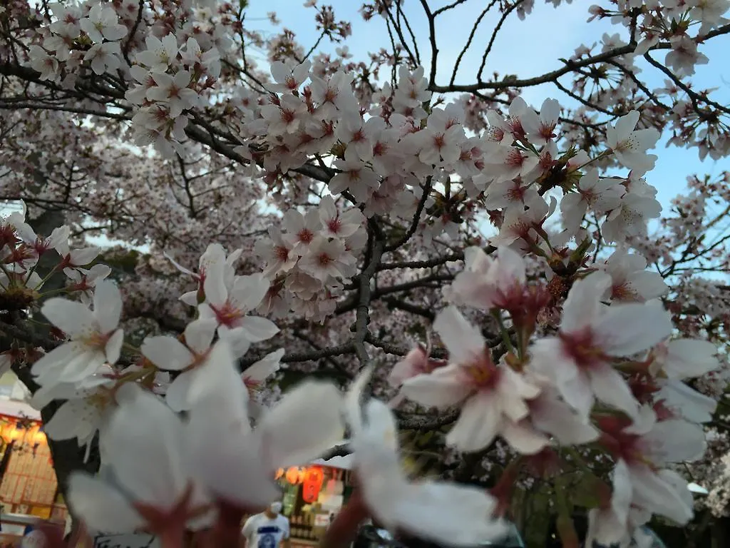 旅館 旅館うえむら 京都市